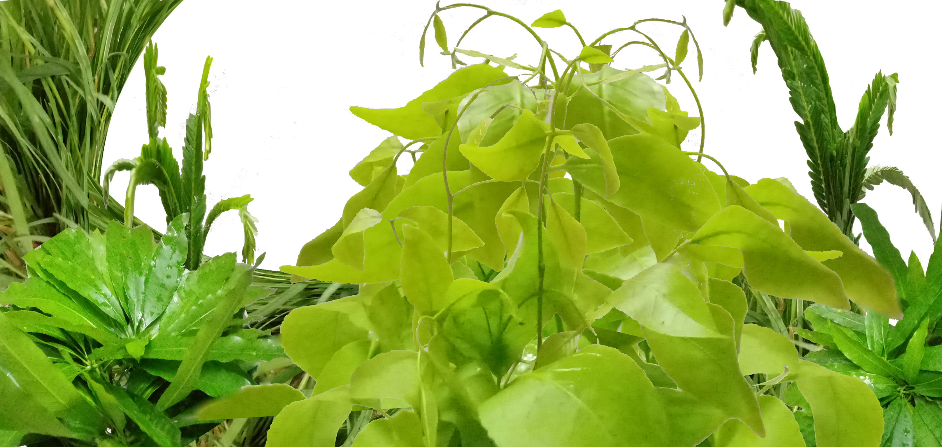 Web Hosting Computer(PC)